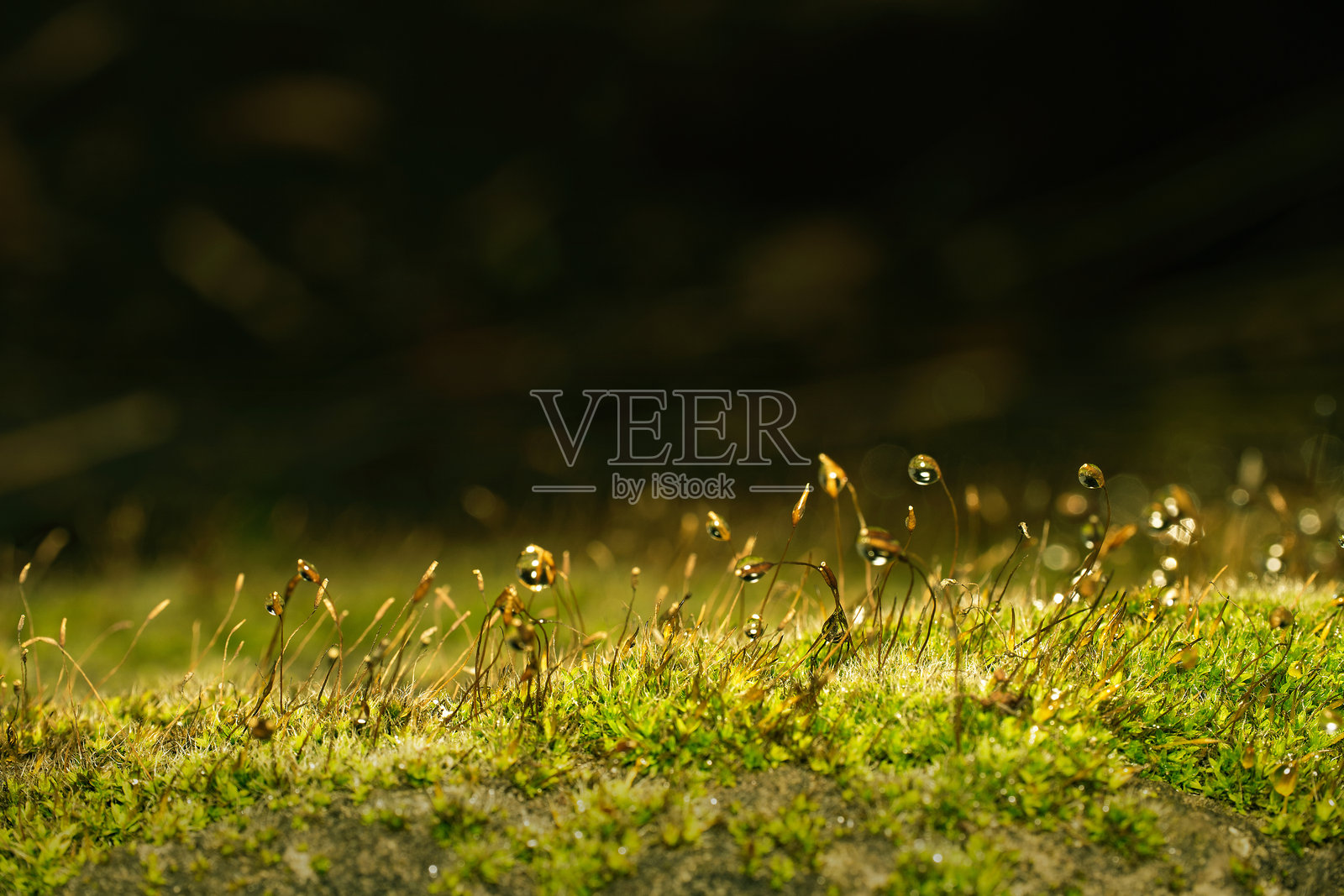 雨后带水珠的绿色苔藓。照片摄影图片