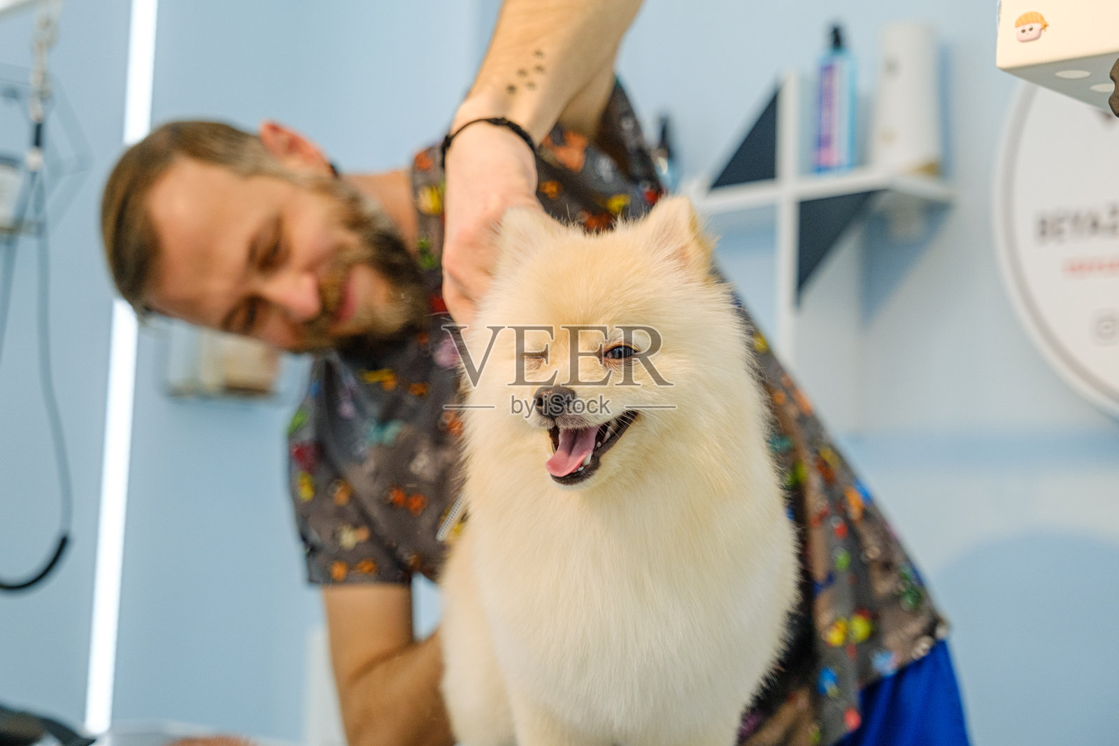 在一家宠物美容沙龙,一位中年男性美容师正在用剪刀修剪一只可爱的博美犬的毛发。照片摄影图片