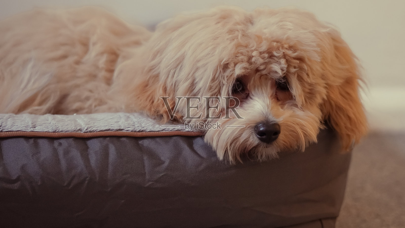 室内未修剪的马尔济斯贵宾犬肖像,展现其自然的样子照片摄影图片