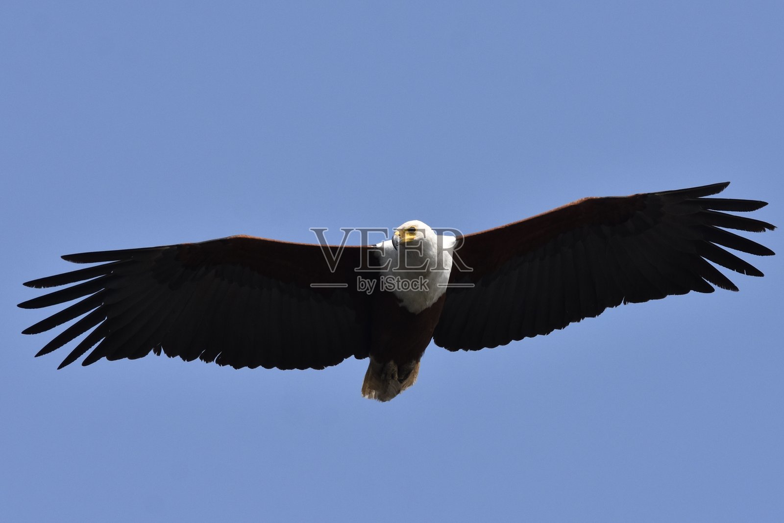 一只秃头鹰在空中飞翔,进入博茨瓦纳的乔贝国家公园照片摄影图片