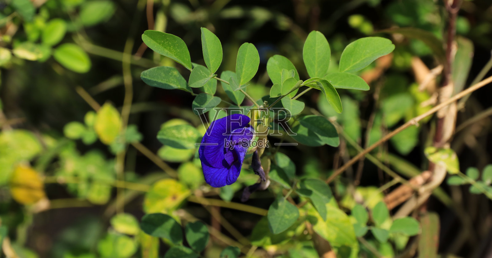 蓝色的克利托里斯花,形状类似于阴蒂。照片摄影图片