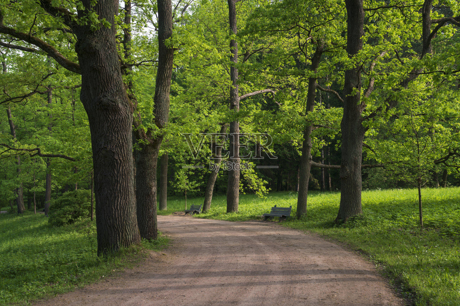阳光明媚的夏日,俄罗斯圣彼得堡帕夫洛夫斯克公园的小巷景观照片摄影图片