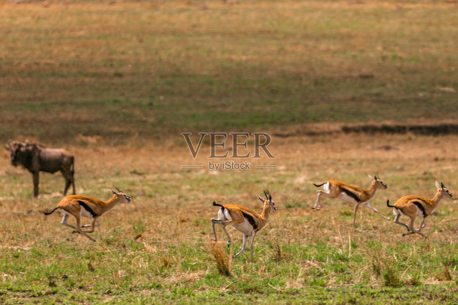 汤姆逊瞪羚 野生动物 大草原 马赛马拉国家保护区 纳罗克县 肯尼亚 东非 风景照片摄影图片