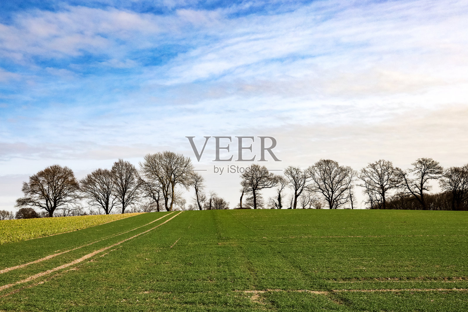 一片草地,背景有树木照片摄影图片