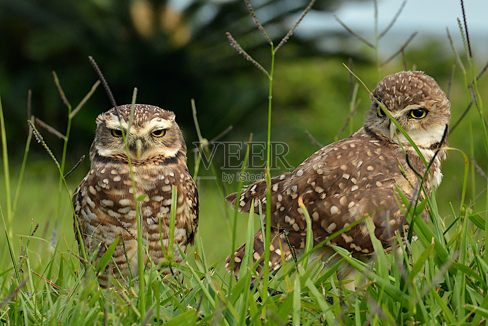 一对洞鹰,其中一只正怀疑地看着另一只。照片摄影图片