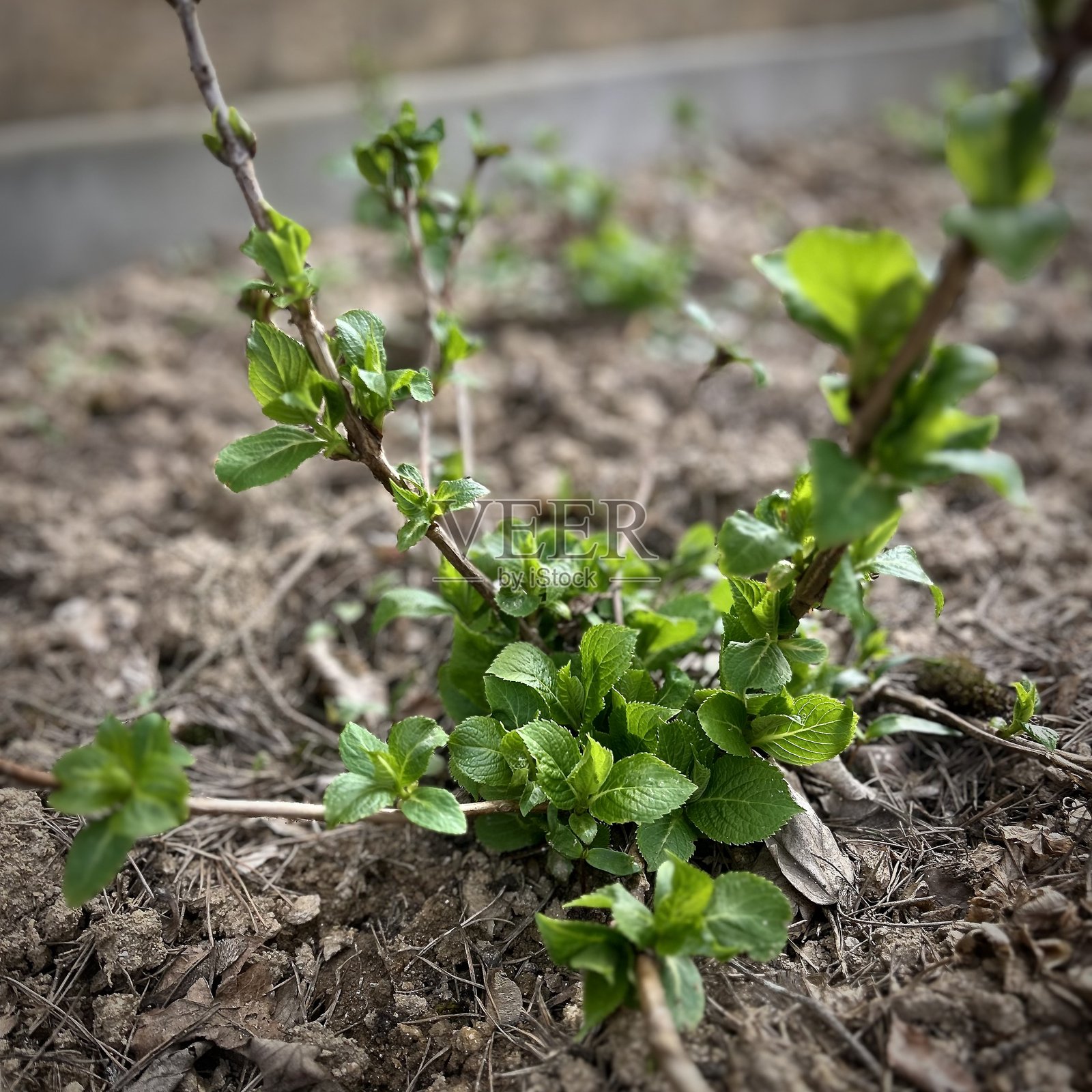 春天照片摄影图片