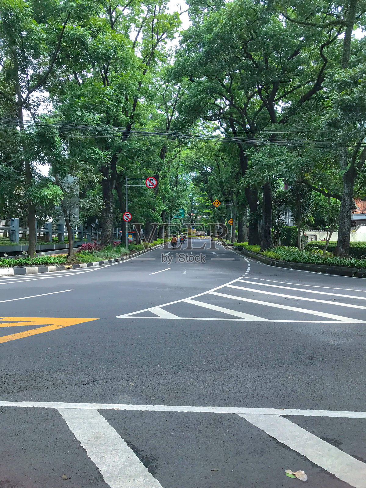 被茂密绿色树木环绕的大路。照片摄影图片