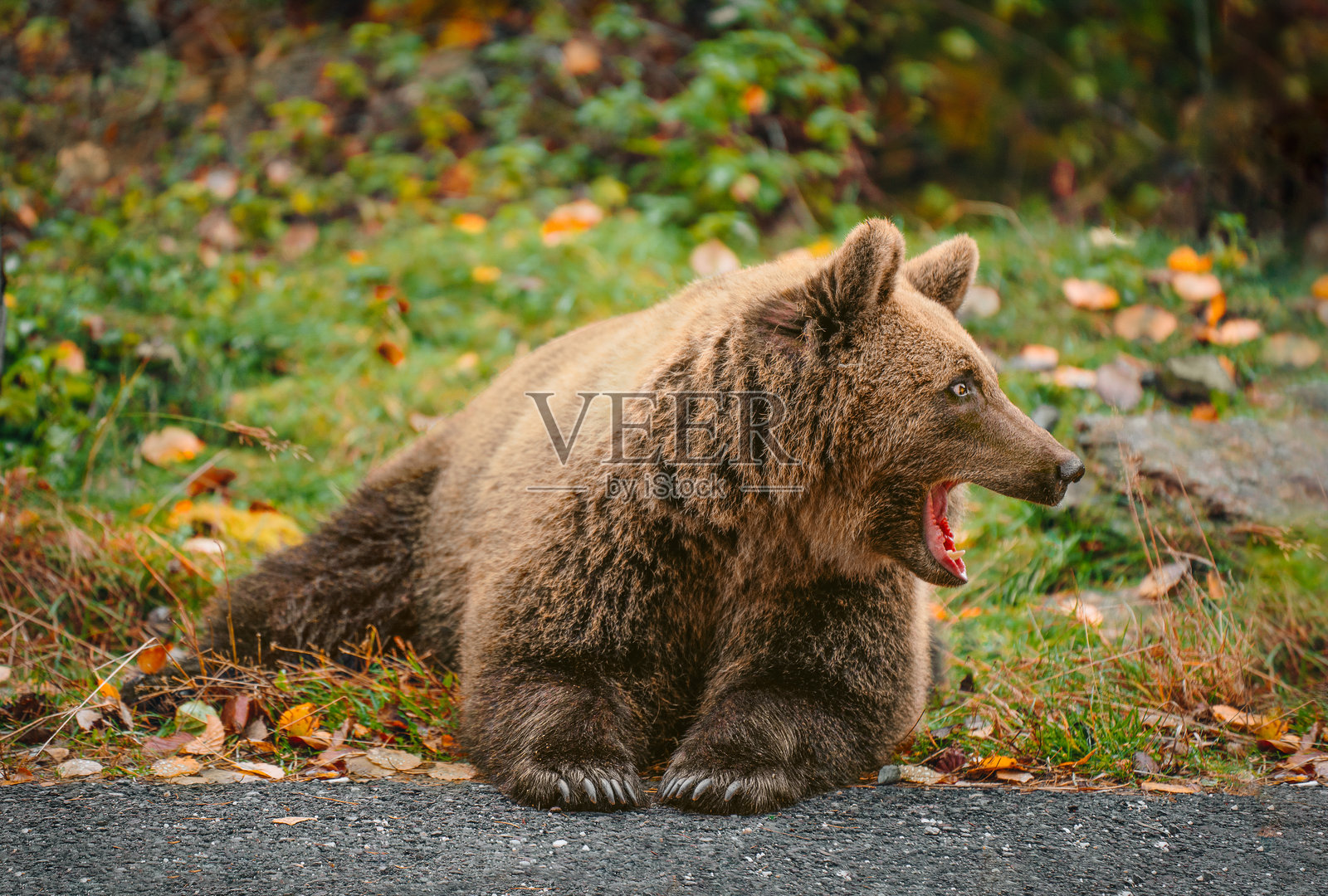 秋季森林中的野生熊照片摄影图片