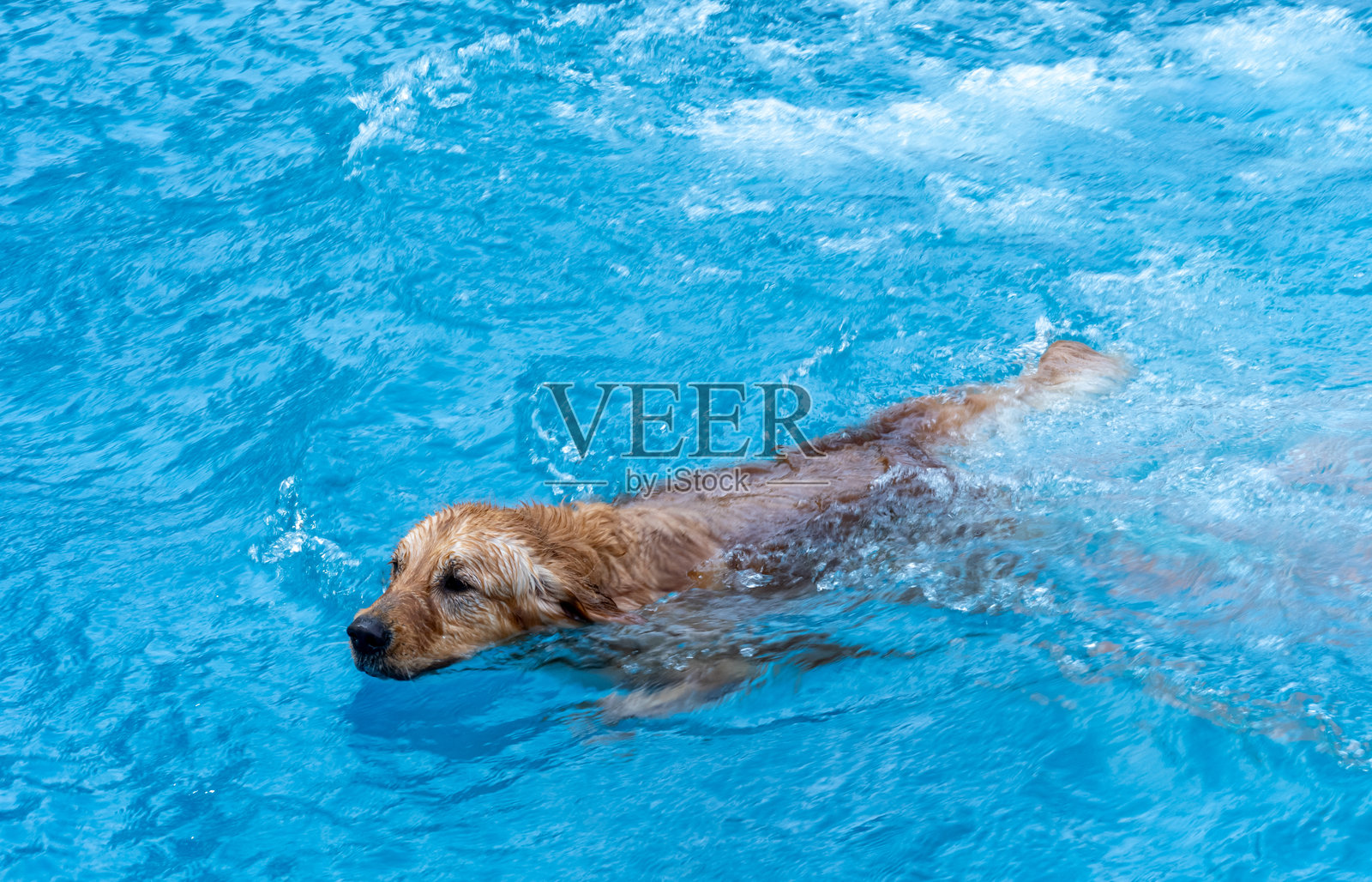 金色游泳照片摄影图片