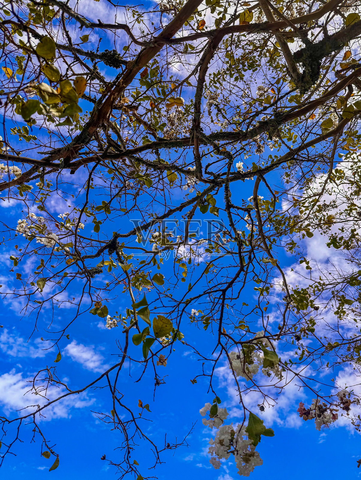 蓝天映衬下的开花树的低角度视图照片摄影图片