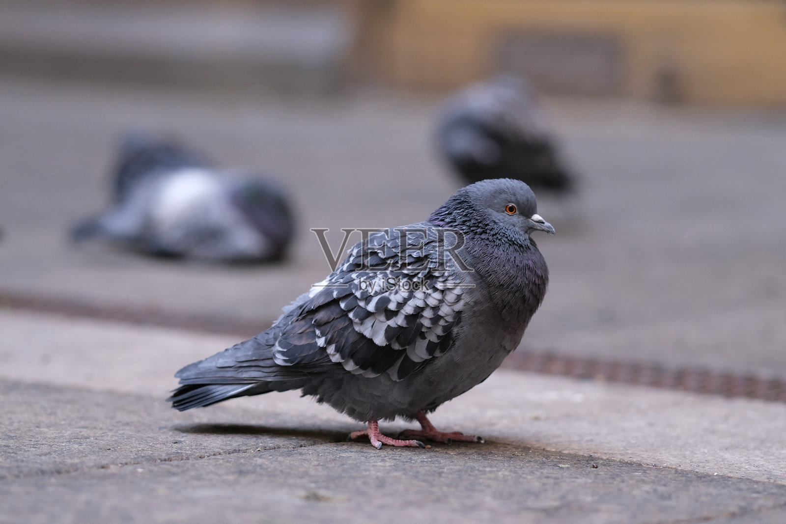 鸽子照片摄影图片