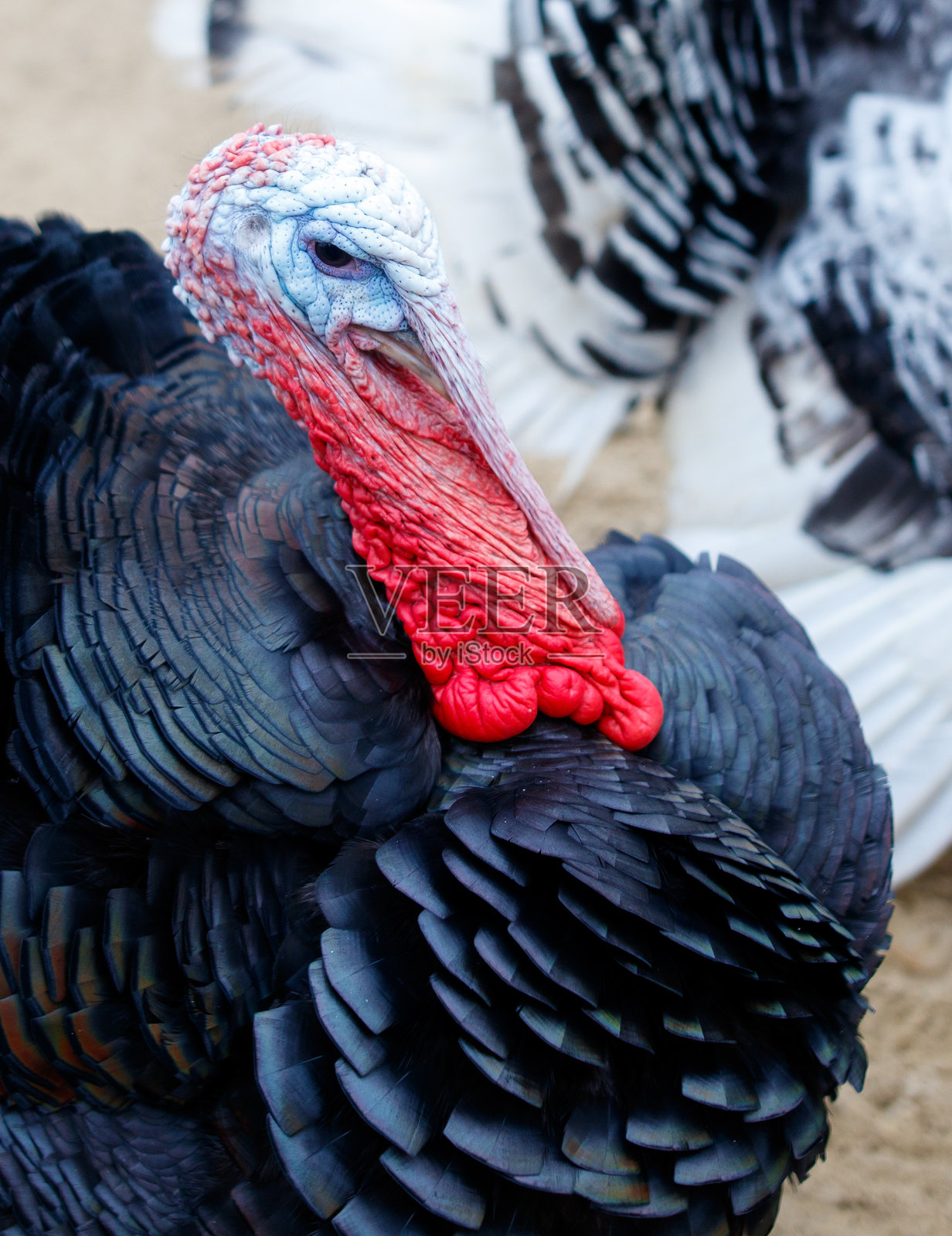 一只嘴巴和头部有红色羽毛的火鸡照片摄影图片