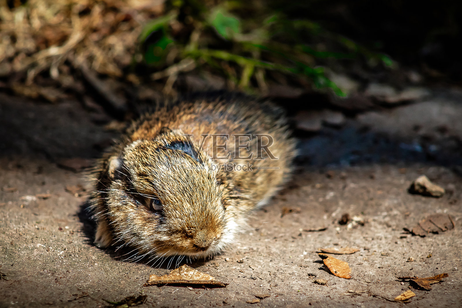 小野兔在墨西哥州的瓜达卢佩山脉森林中,西尔维拉古斯·库尼库拉里乌斯照片摄影图片