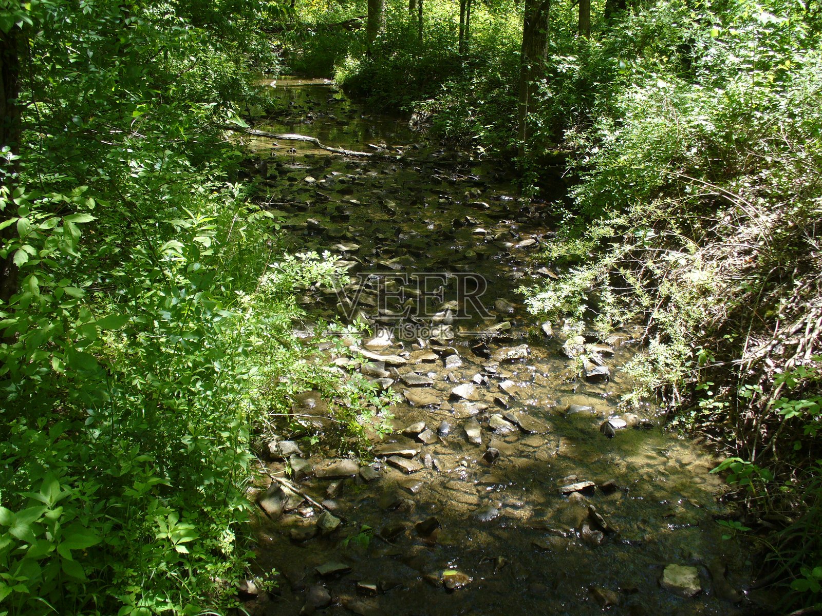 郁郁葱葱森林中的温柔溪流照片摄影图片