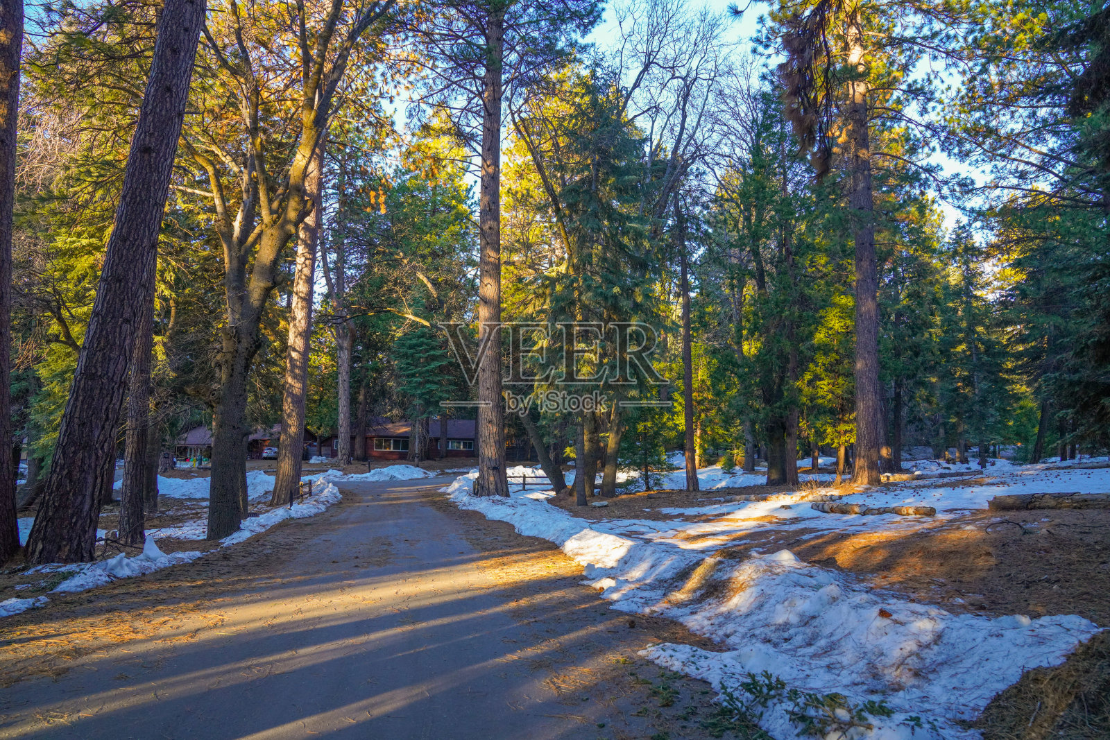 雪-covered的松树和明亮阳光下的清晰冬日风景照片摄影图片