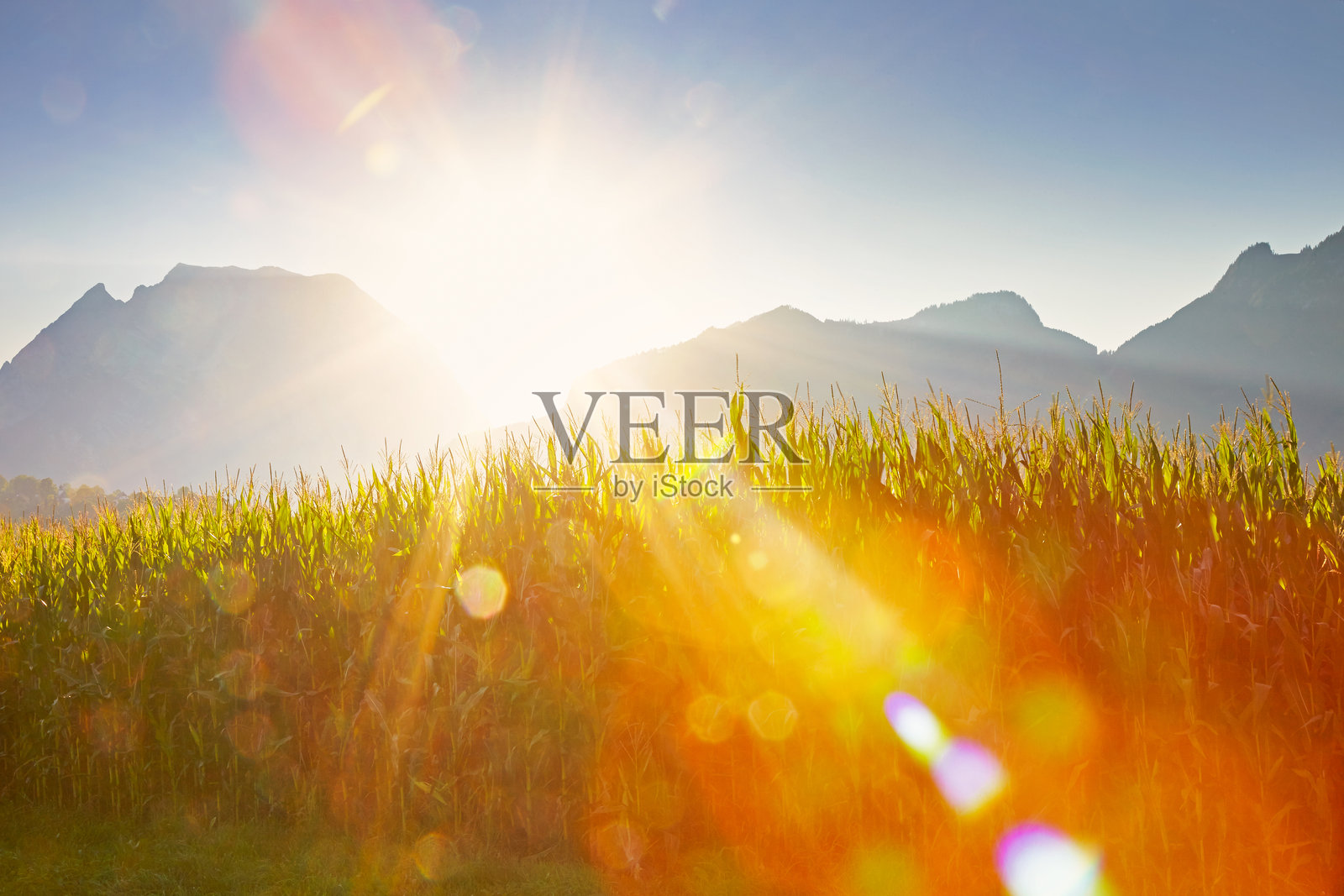 “格里明”山与玉米田。逆光情况。照片摄影图片