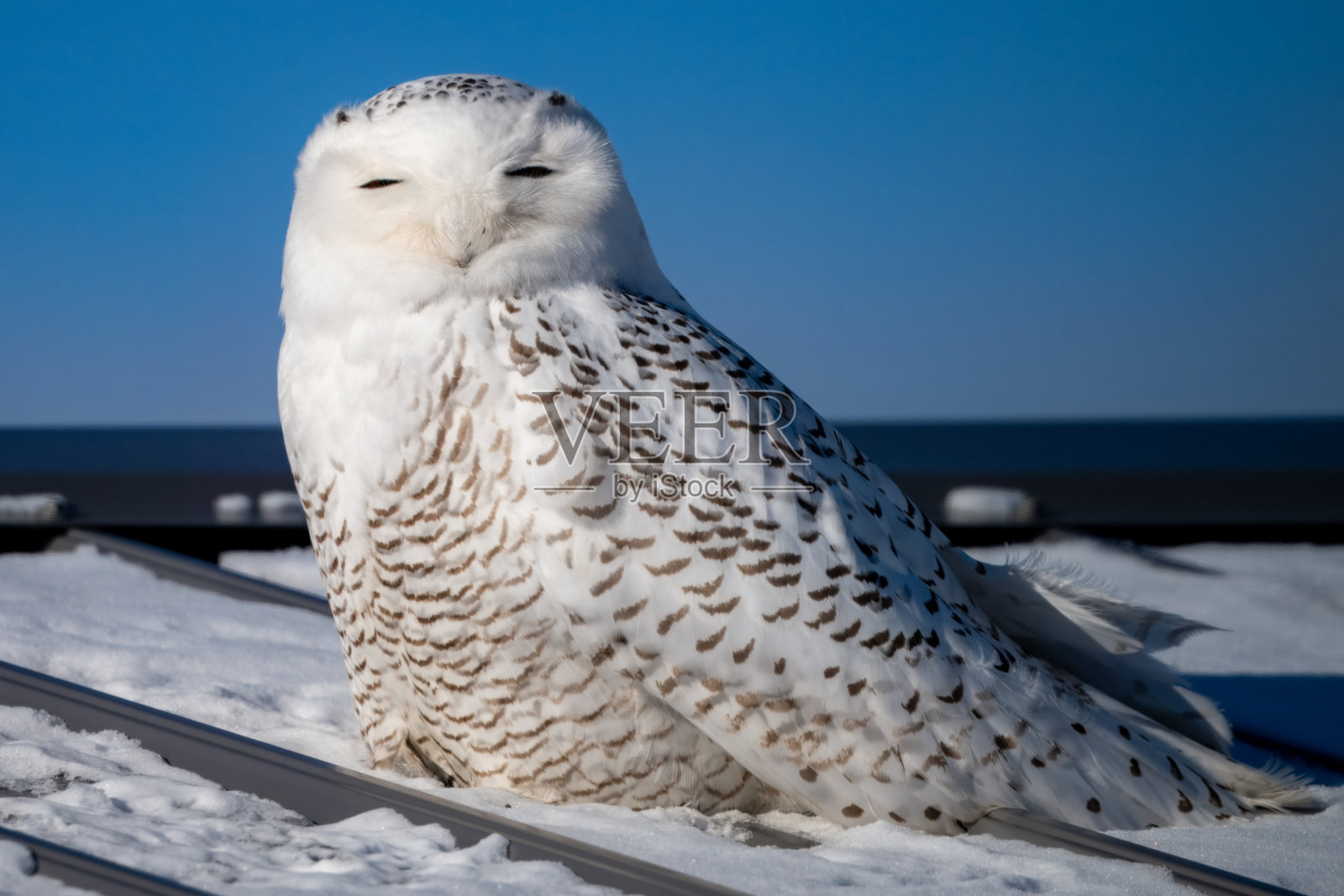 屋顶上的猫头鹰照片摄影图片
