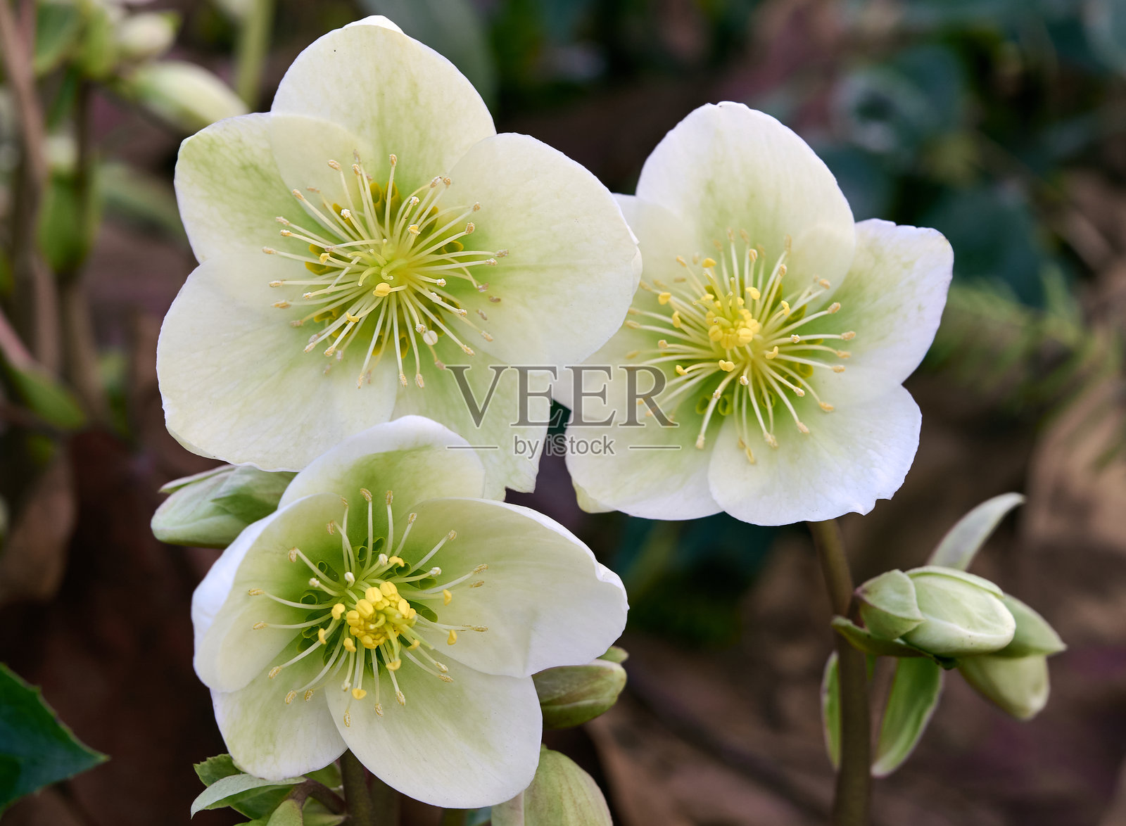 黑色小苍兰(Helleborus Niger)花朵特写。照片摄影图片