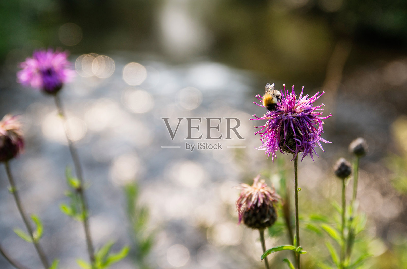 南乌拉尔,河岸上的盛开大刺头花(Centaurea scabiosa)。照片摄影图片