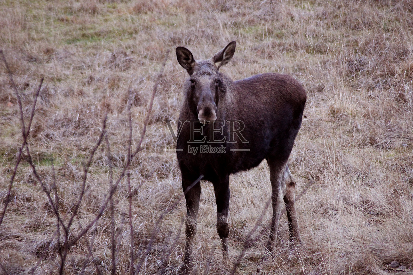 一只驼鹿在瑞典埃斯基尔斯图纳看着镜头照片摄影图片