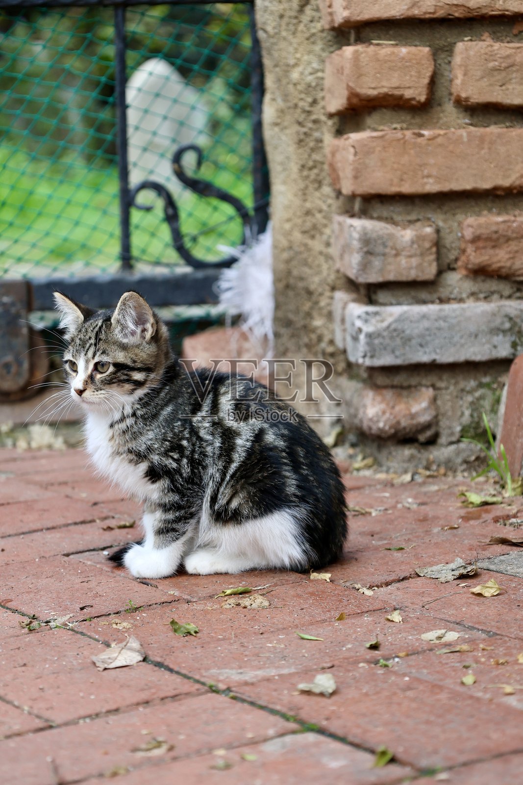 街头猫在走动照片摄影图片