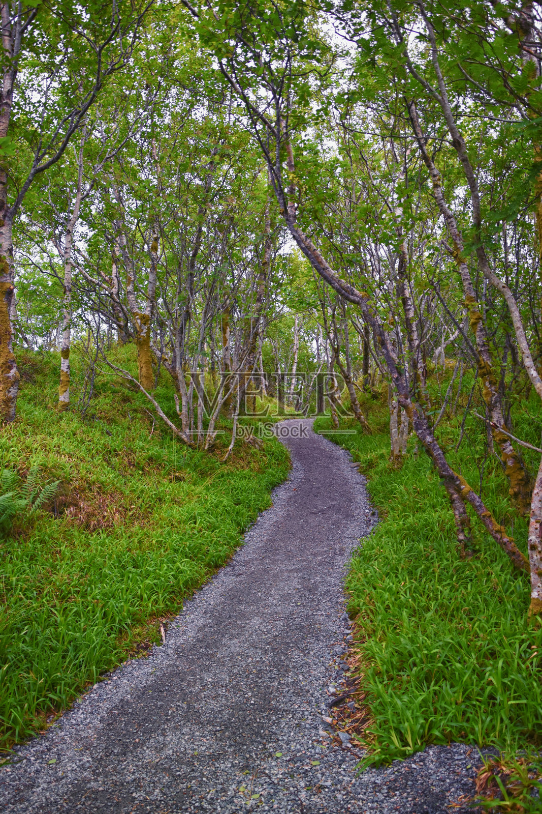 从糖顶(Sukkertoppen)徒步旅行的阿塞伦德,糖顶小径的美景,海岸和峡湾,二战碉堡,挪威,斯堪的纳维亚,欧洲。照片摄影图片