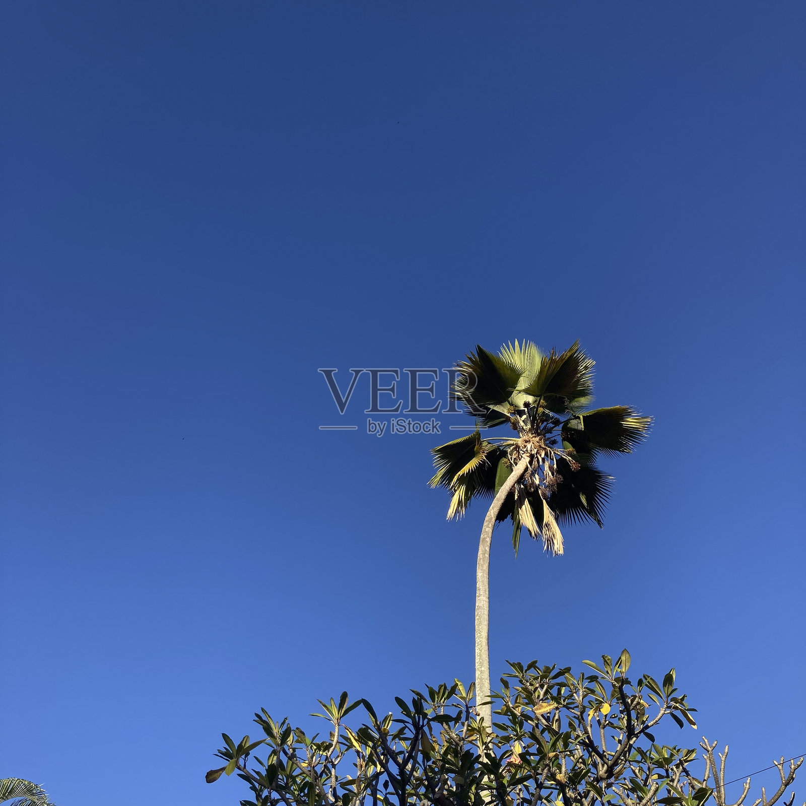 热带棕榈树照片摄影图片