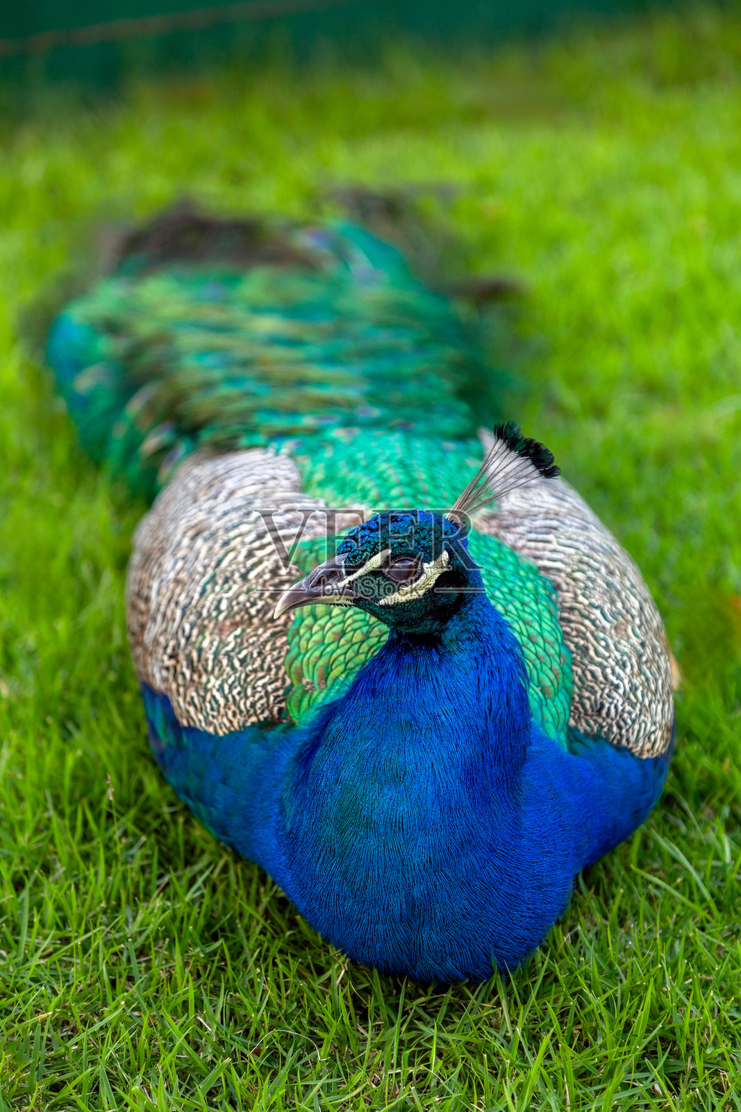 孔雀、岩石和草地照片摄影图片