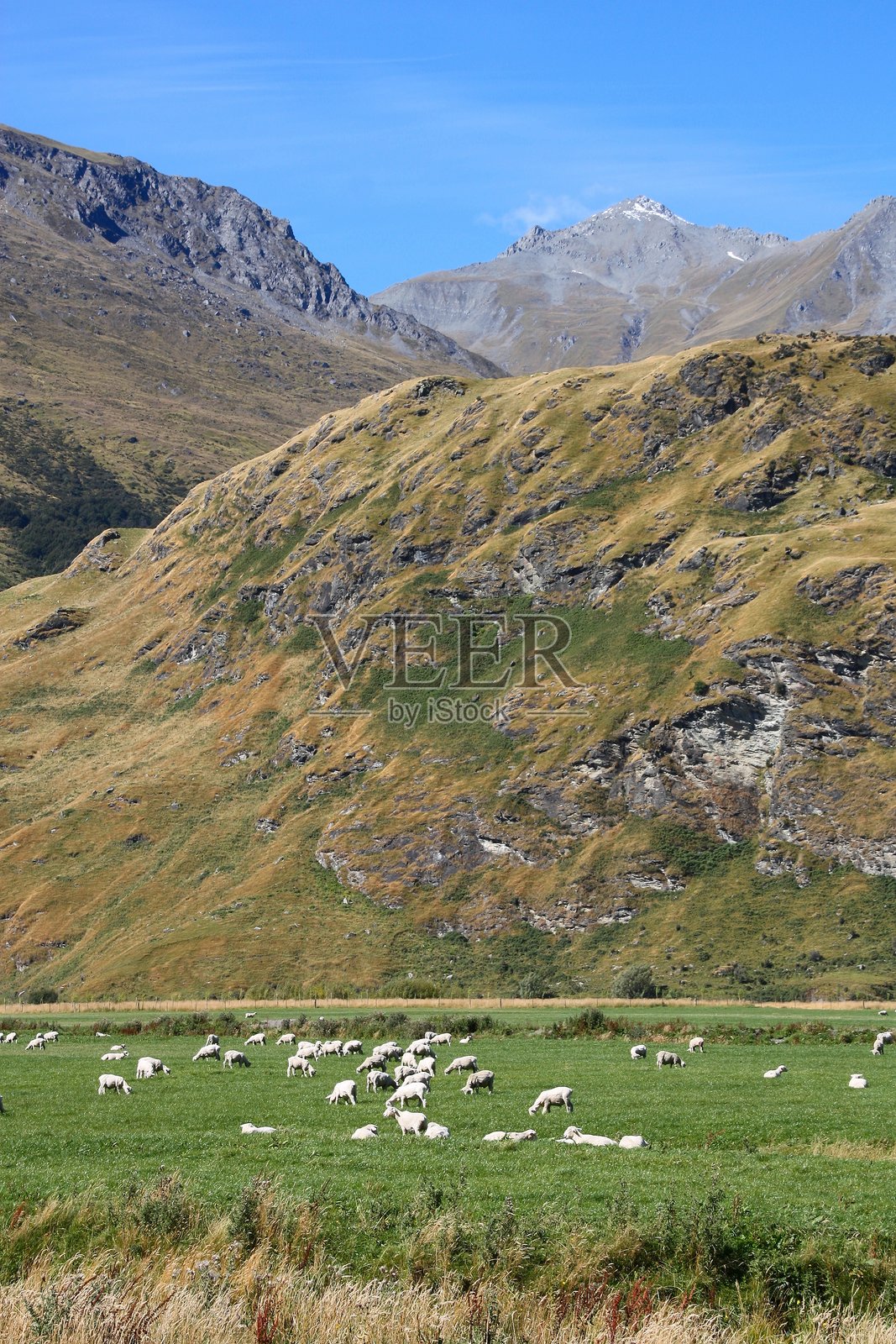 新西兰南岛的羊照片摄影图片