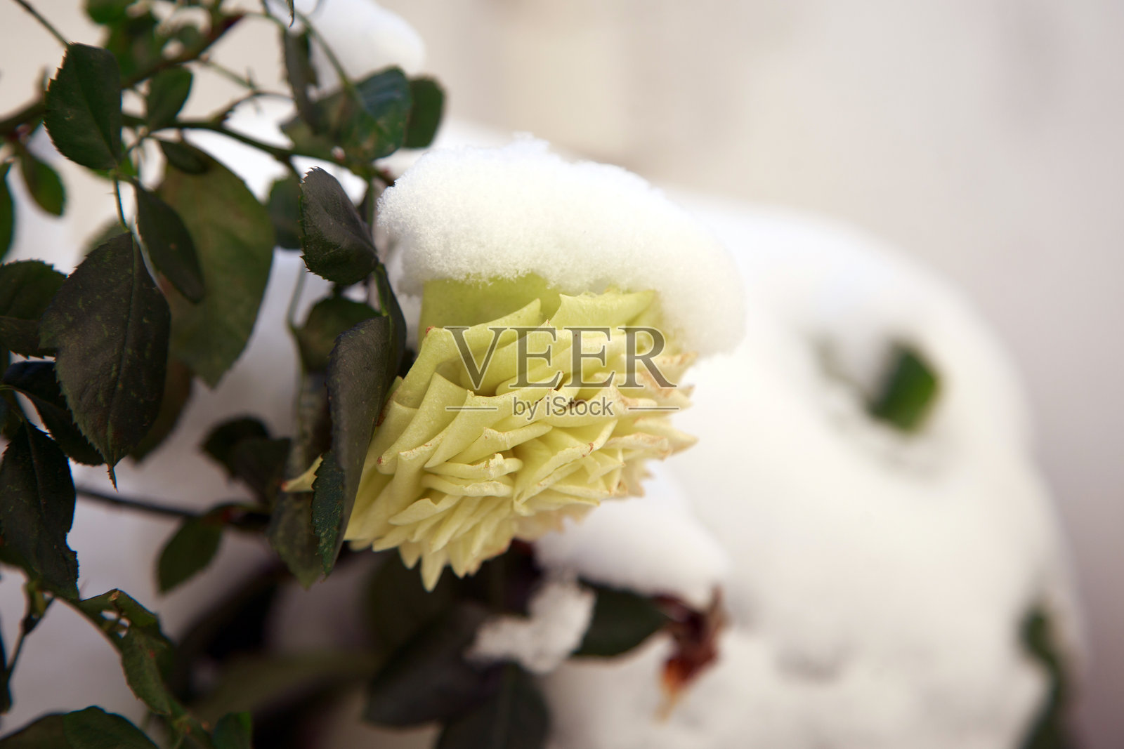 冬季被雪覆盖的玫瑰照片摄影图片