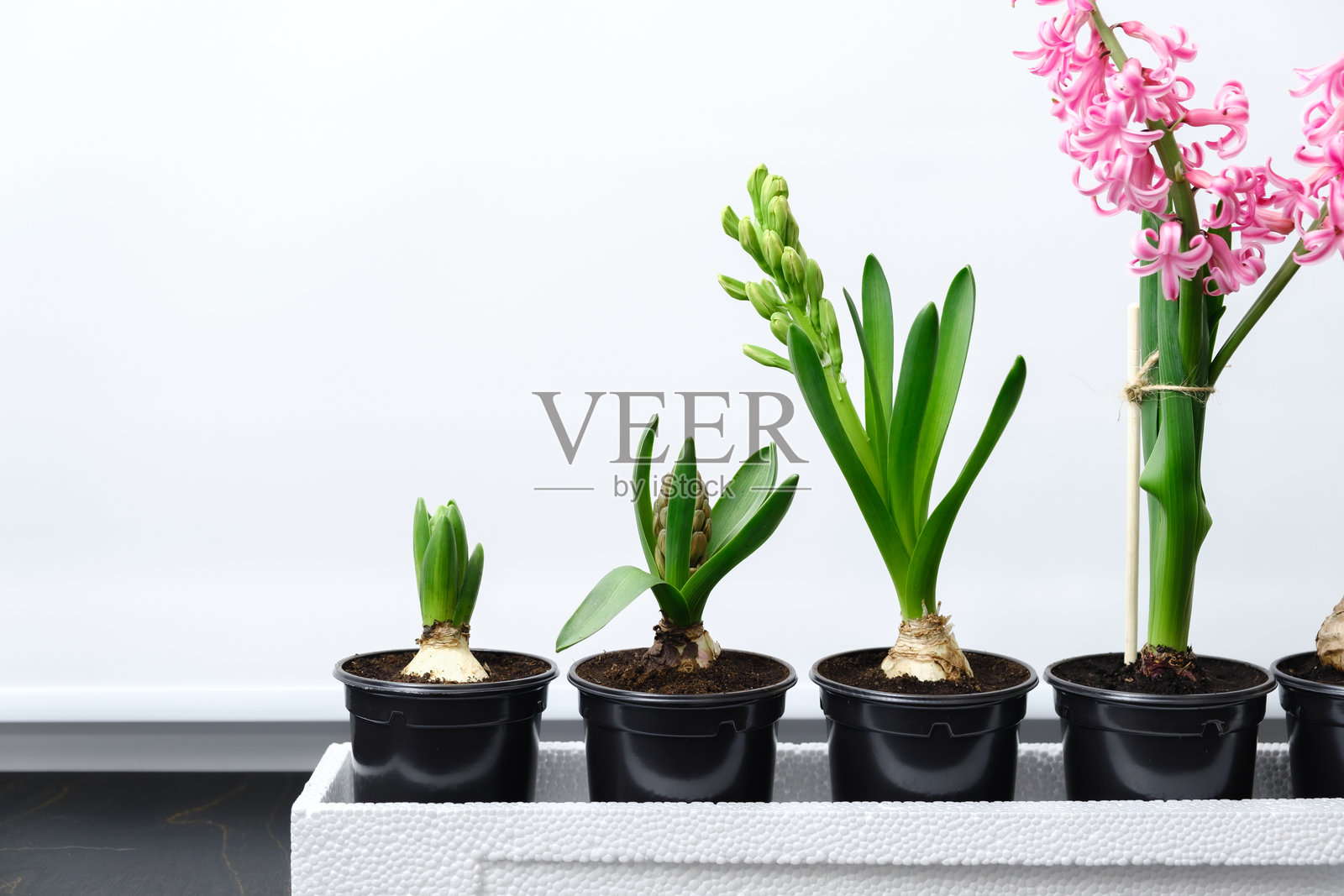 四盆不同生长阶段的风信子植物排成一排,从刚开始开花到成熟。黑色花盆中的球根植物特写。粉色花瓣。生长演变。照片摄影图片