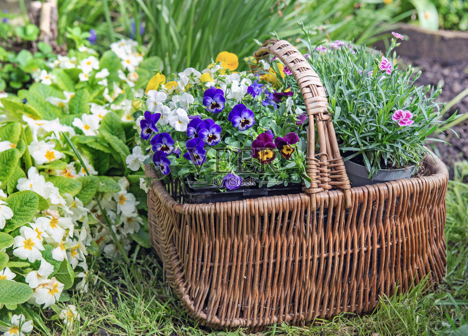 草地上的藤编篮子里装满了美丽的花朵,旁边是盛开的报春花。照片摄影图片