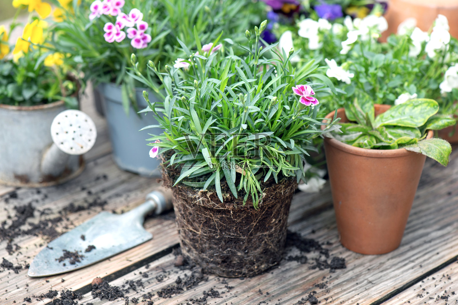 木桌上有康乃馨花、其他色彩斑斓的紫罗兰、铲子和泥土。照片摄影图片