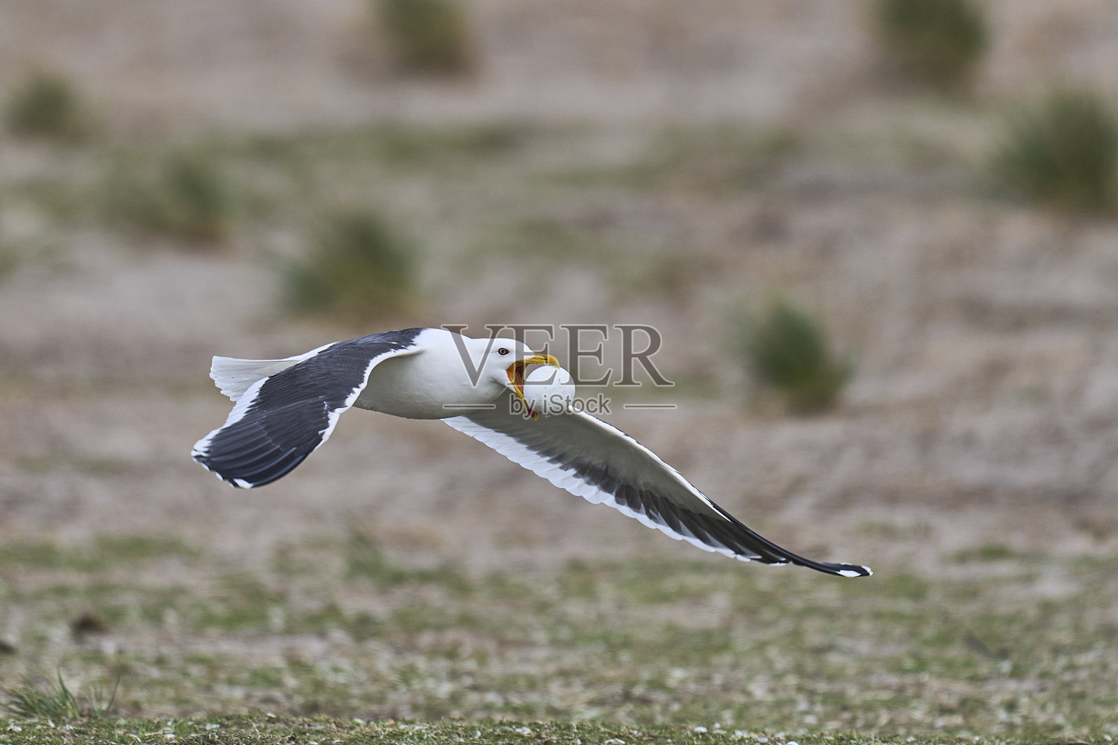 海藻鸥飞翔着一颗企鹅蛋照片摄影图片