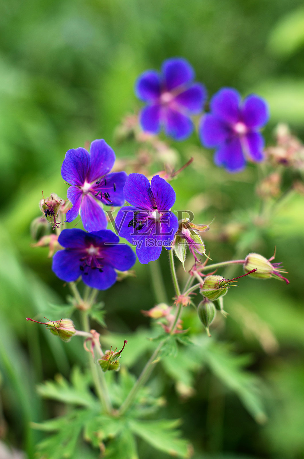 南乌拉尔,草地上的盛开林生天竺葵(Geranium sylvaticum)。照片摄影图片