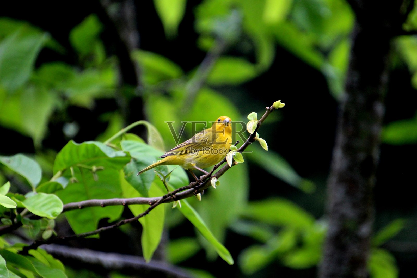 金翅雀 - Sicalis flaveola照片摄影图片