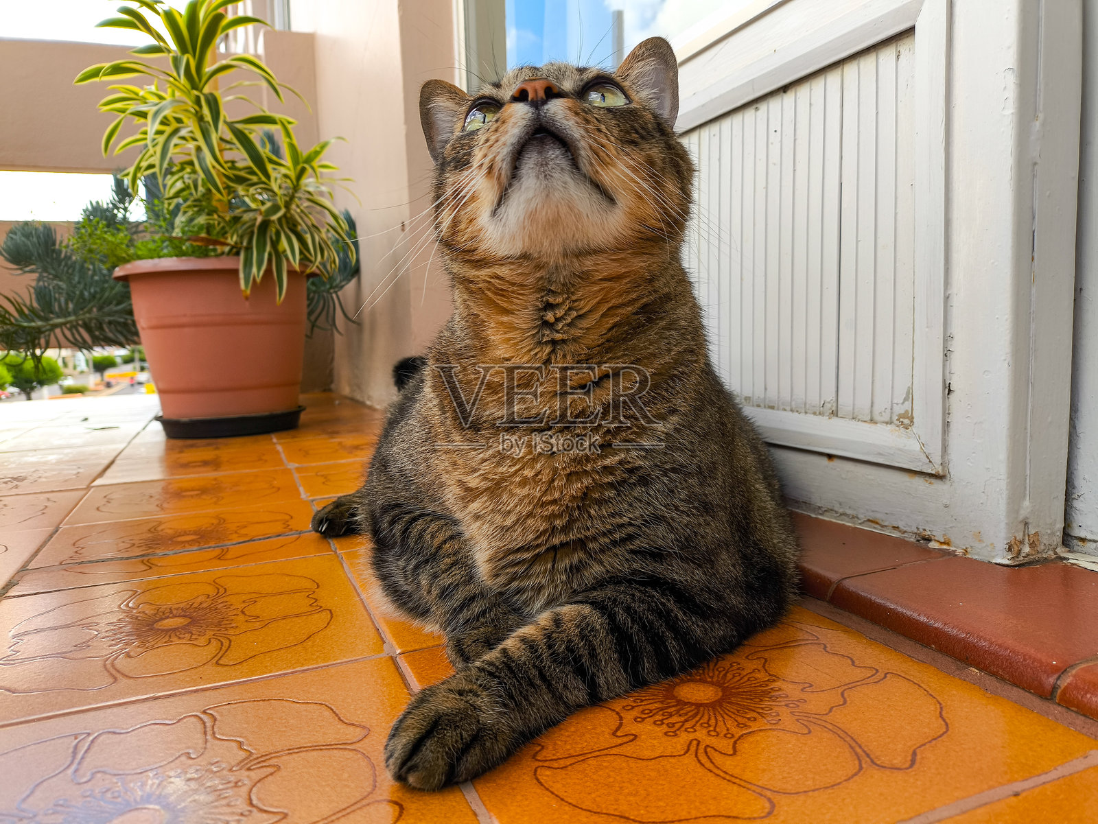 虎斑猫仰望天空照片摄影图片