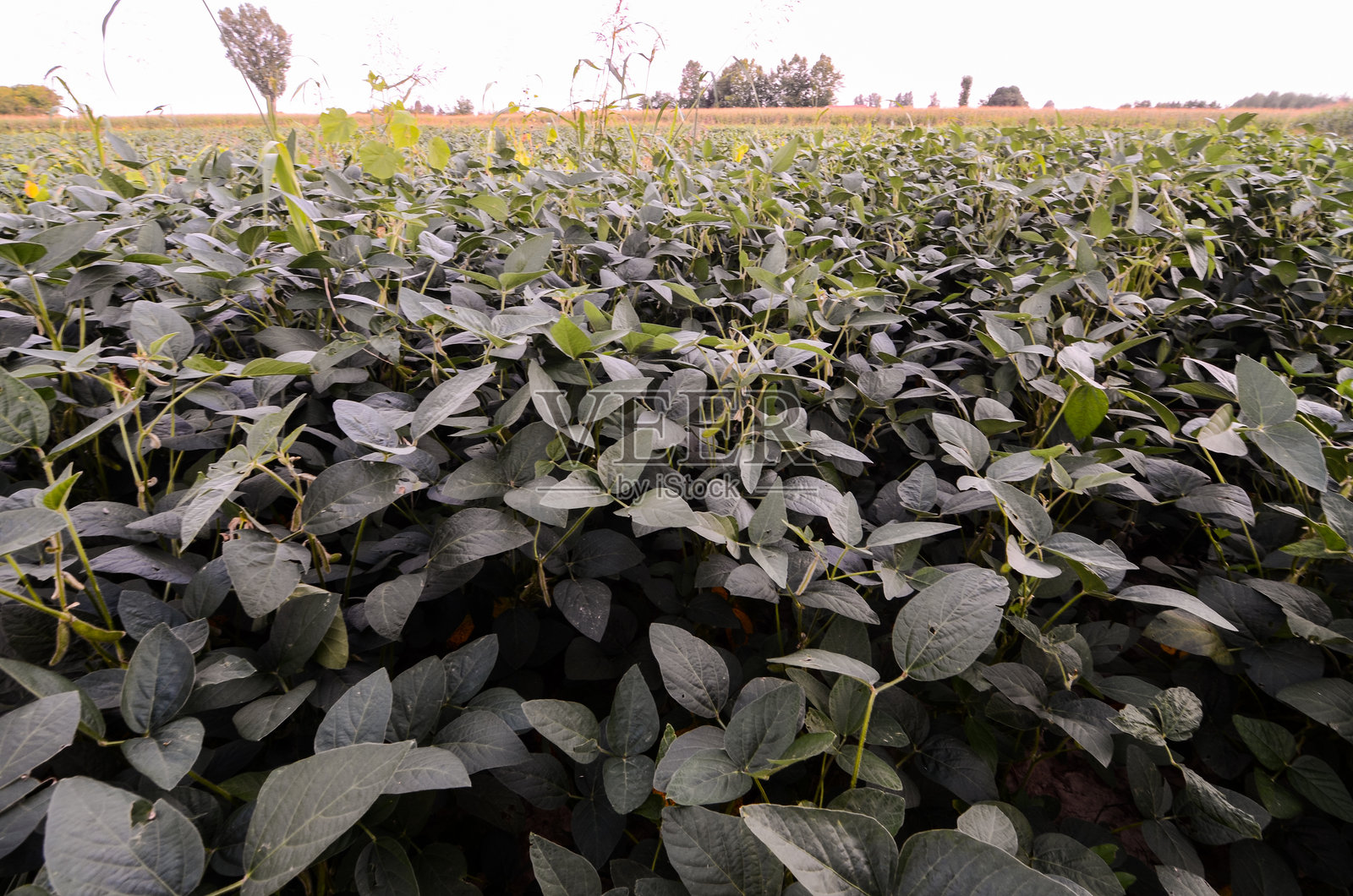 新鲜的绿色大豆田照片摄影图片