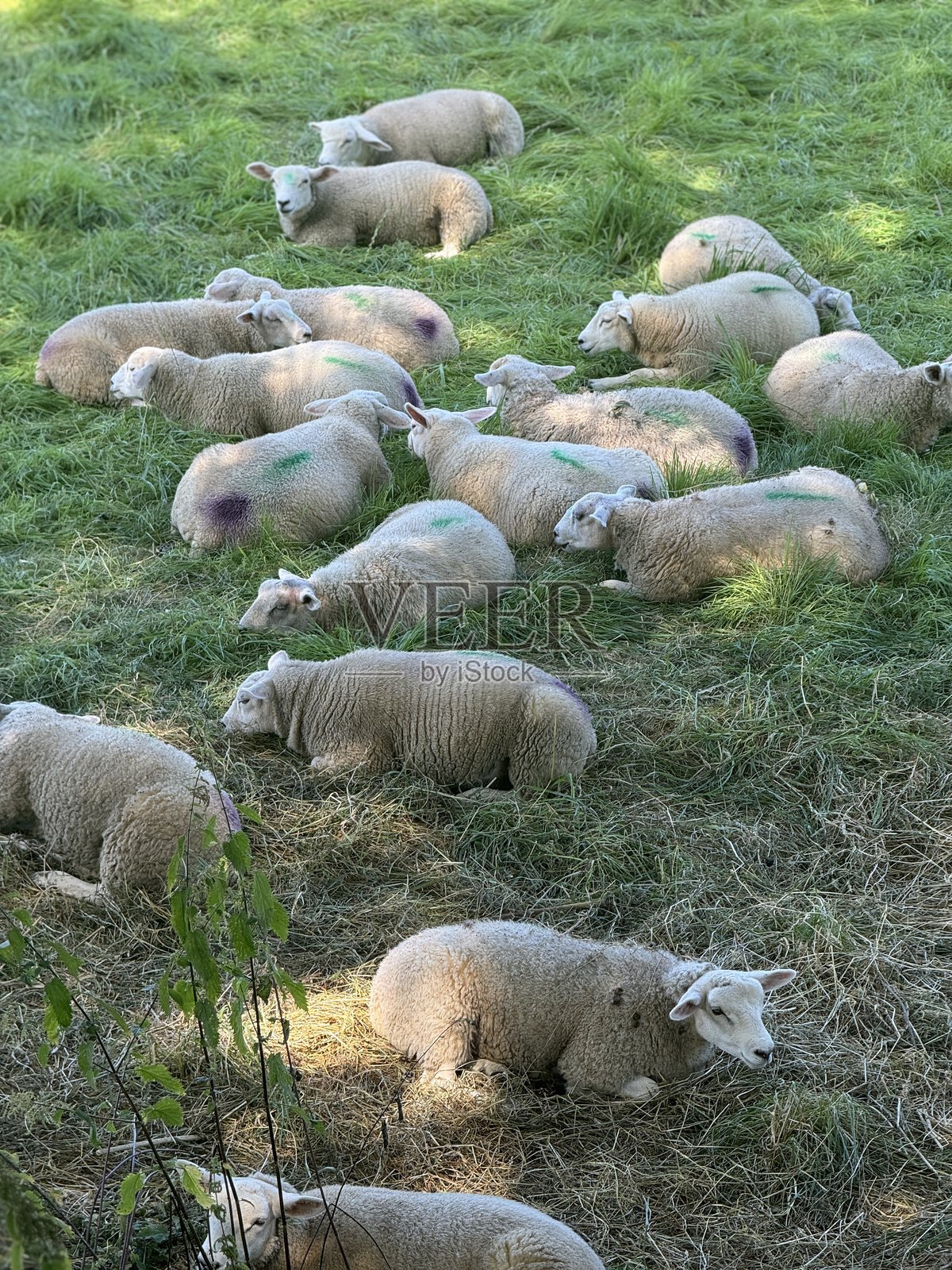 田野中的羊照片摄影图片