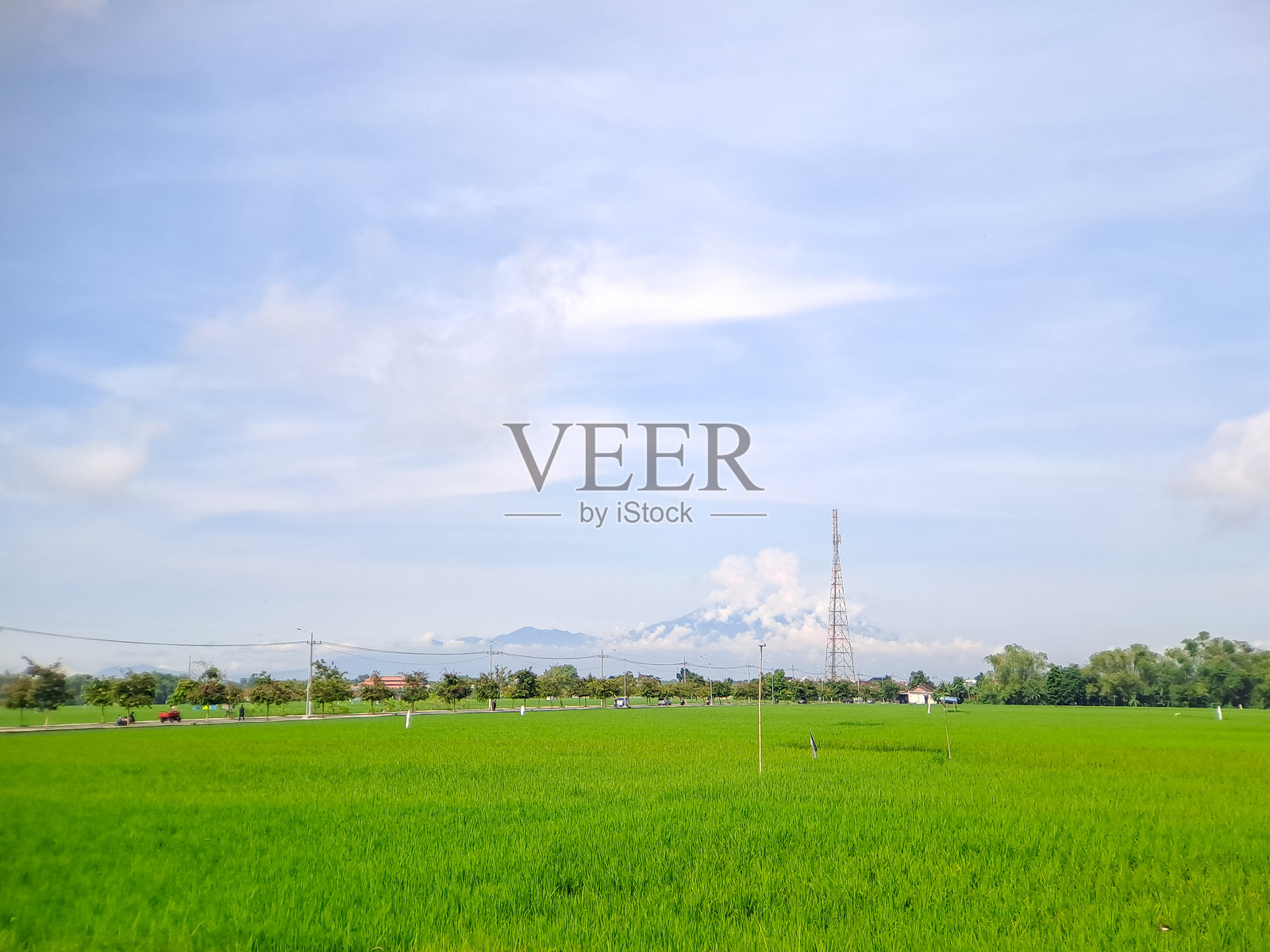 宁静的风景照片,远处的火山被云雾笼罩,俯瞰着一片广阔的郁郁葱葱的稻田,蓝天清澈。照片摄影图片