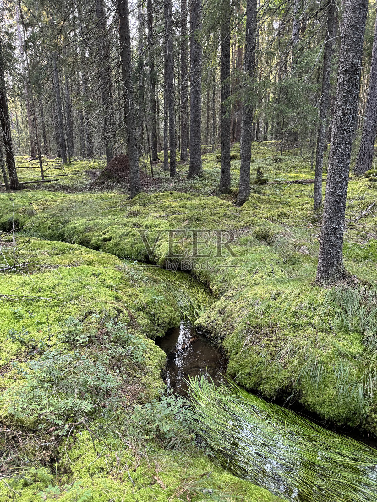 卡累利阿共和国的俄罗斯森林照片摄影图片