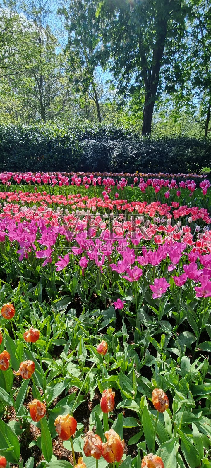 郁金香变种组合作为花园装饰照片摄影图片