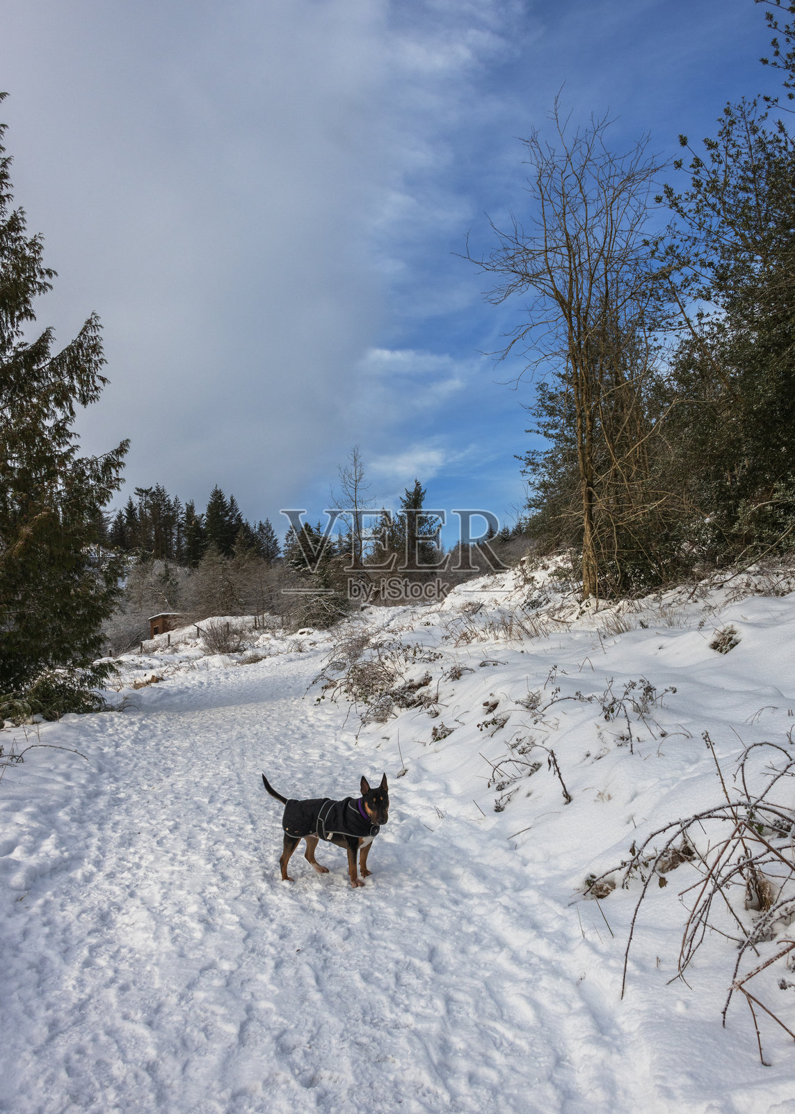威尔士冬季仙境照片摄影图片