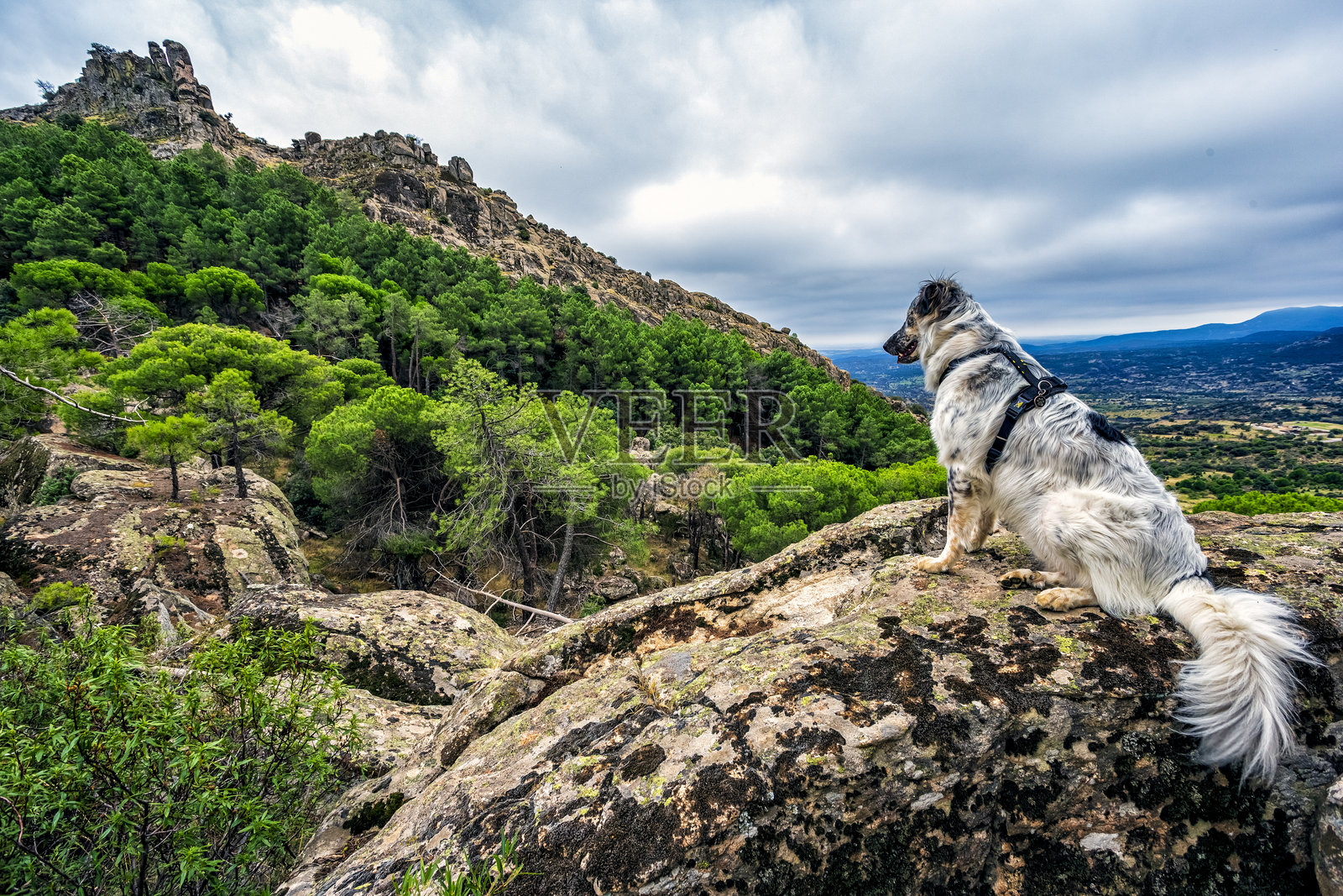狗在穆尼亚纳悬崖上眺望风景。照片摄影图片