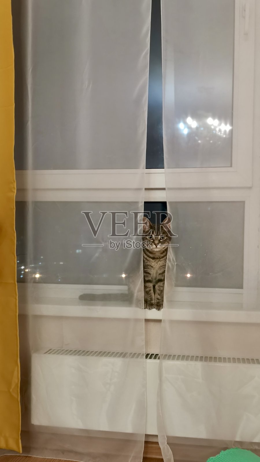 一只可爱的条纹猫好奇地从窗帘间窥视,坐在白色的窗台上。照片摄影图片