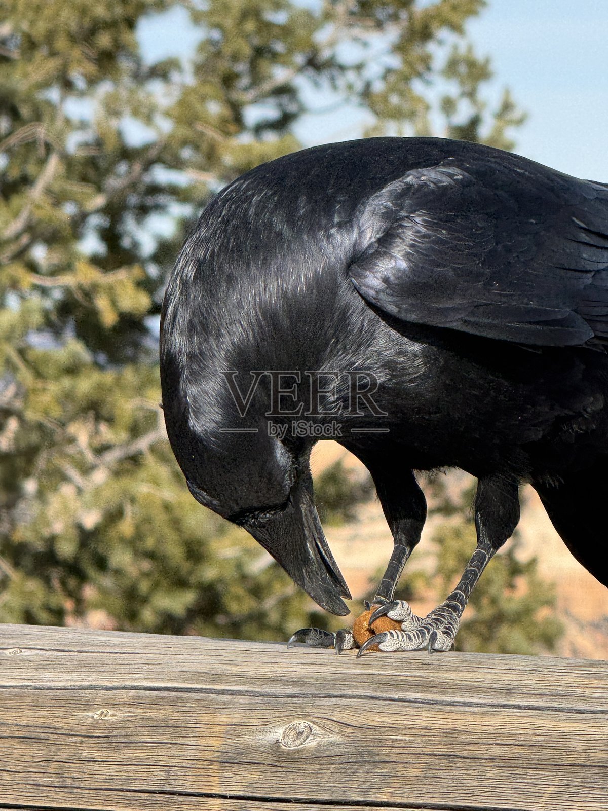 乌鸦照片摄影图片