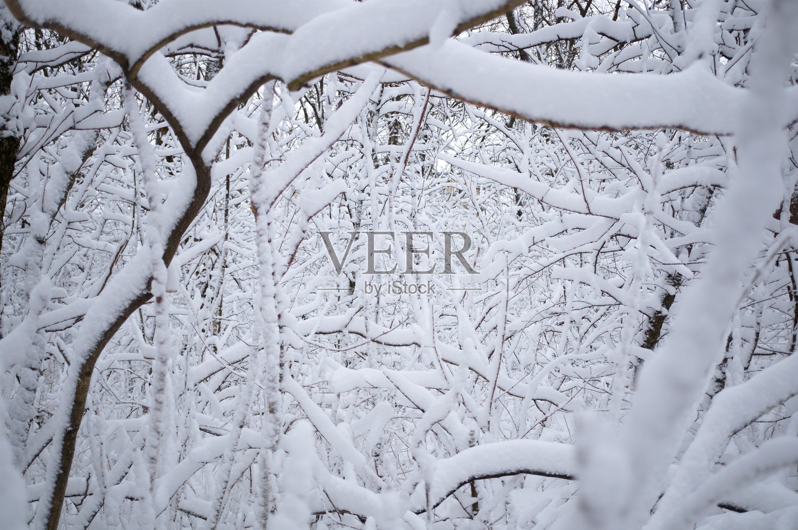 林间的洁白雪景。冬季的来临。自然背景。照片摄影图片