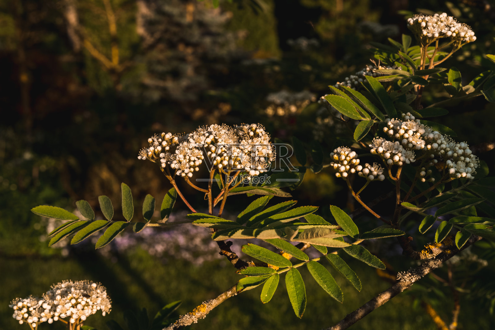 白花的榉树枝照片摄影图片