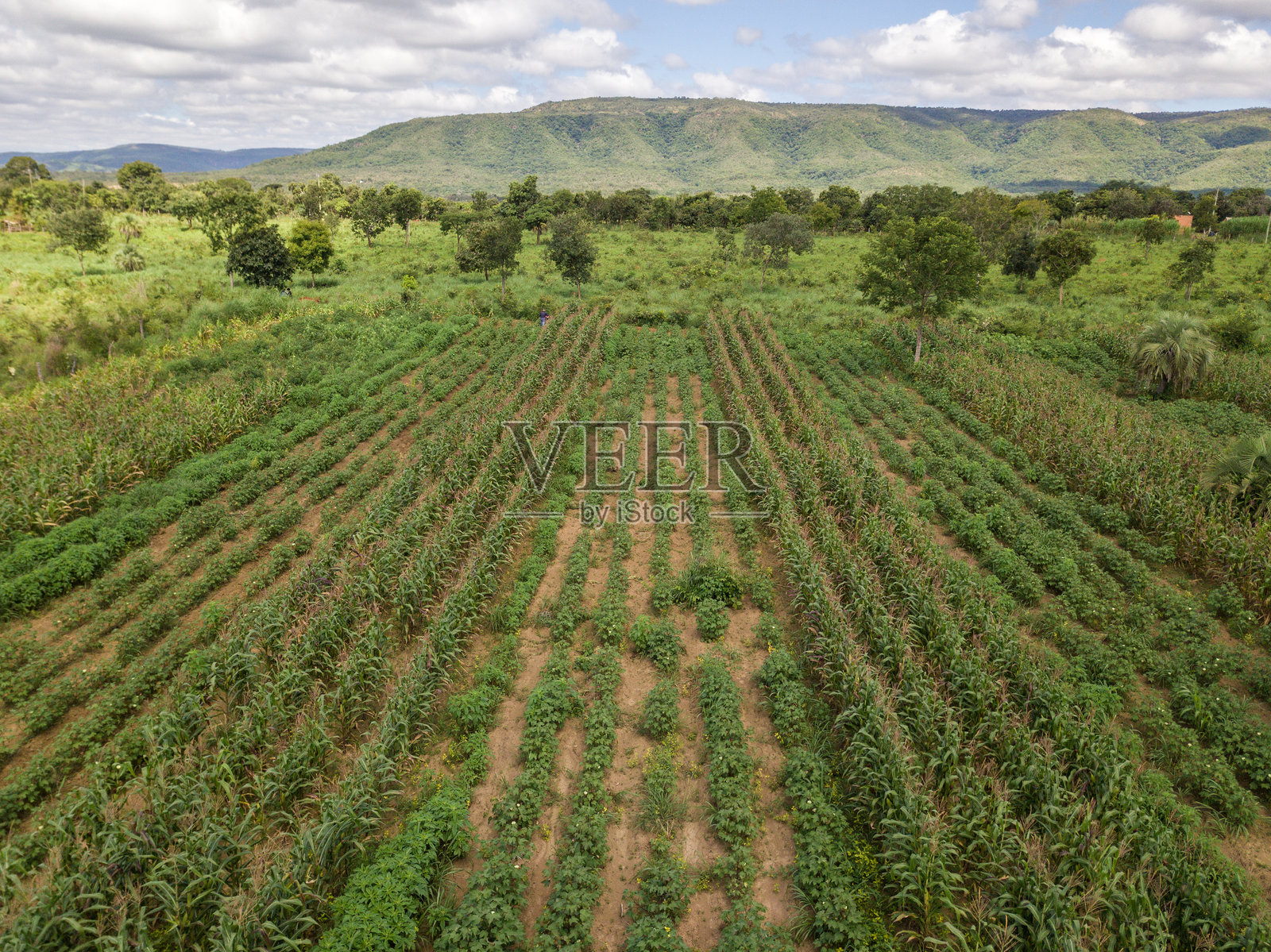阿里诺斯,米纳斯吉拉斯州(巴西)熟悉的有机种植田照片摄影图片