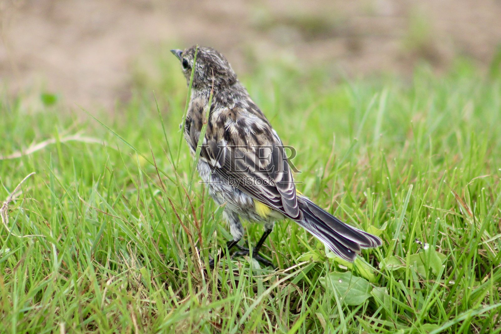 黄臀鹀照片摄影图片